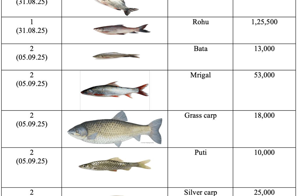 Of Fish and Futures: A Grand Beginning through Re/lease